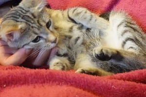 Wunderschöne und sehr liebe Kitten , Katzenbabys