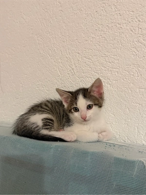 Süßer kleiner Kater   2 Monate alt   