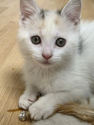 Babykitte 