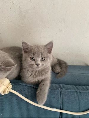 Britisch-Kurzhaar-Kater 