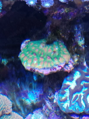 favia fascination Meerwasser koralle 