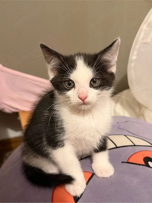 Süßer kleiner Kater   2 Monate alt   