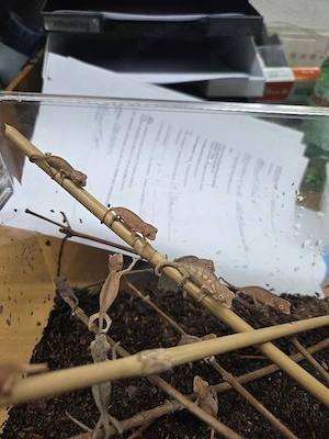 Pantherchamäleon Babys Furcifer Pardalis