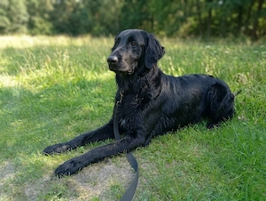 Australien Shepherd Mix abzugeben