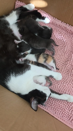EKH Kitten