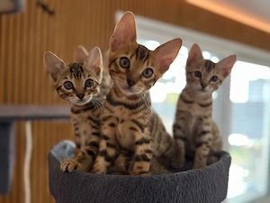 Süße Bengalkitten sofort abgabebereit