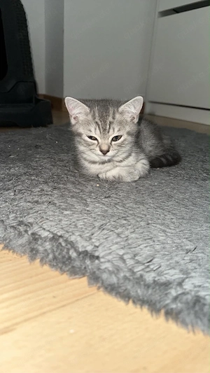BKH katze zu verschenken 