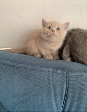 Britisch-Kurzhaar-Kater 