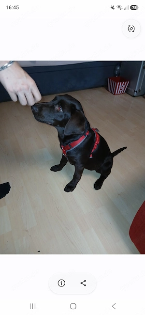 Labrador hündin abzugeben 