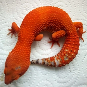 Besonderheit Original Tangerin Tornado Leopardgeckos 2026 abzugeben