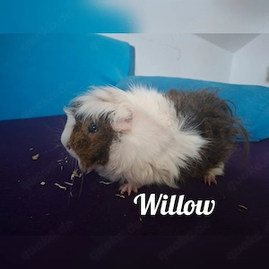 Meerschweinchen Bock WILLOW sucht..