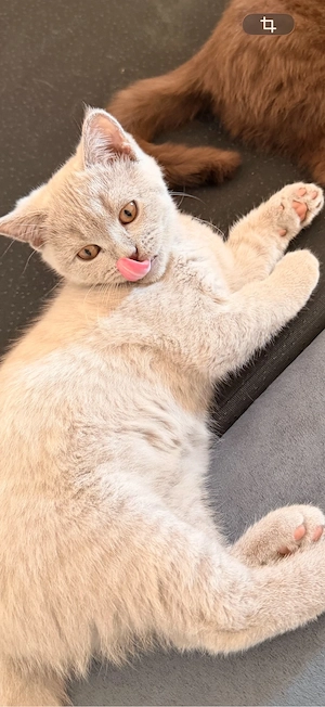   lilac Kitten auszugsbereit