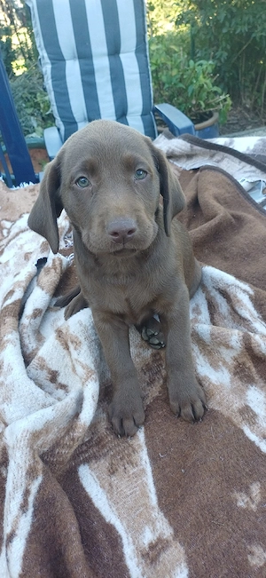 labrador welpen 