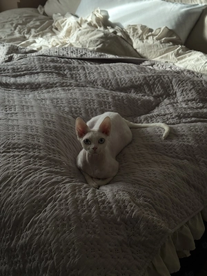 Devon Rex Kater (1,5 Jahre)