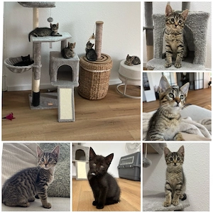 Tierschutzkitten suchen ein Zuhause  