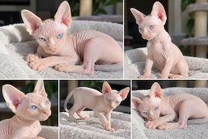 Canadian Sphynx Kitten WCF