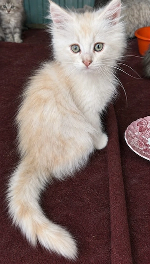 Norwegische Waldkatzen Kitten