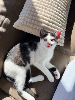   wunderschöne baby katze abzugeben  