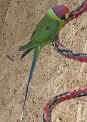 Pflaumenkopfsittich-Hahn, 2 Jahre