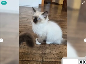Ragdoll Kitten abgabebereit 