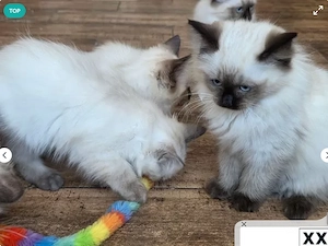 Ragdoll Kitten abgabebereit 
