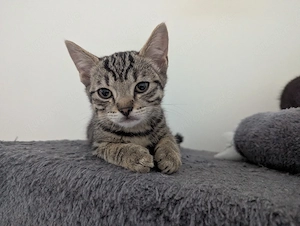 Kitten 3 monate Bengal BKH Mix 