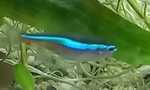 Blauer Neon