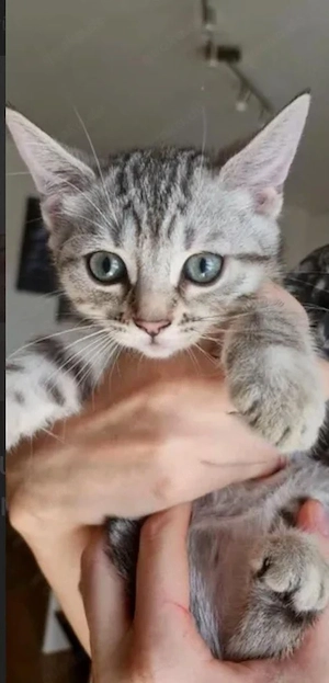 Europäische Kurzhaar  Hauskitten