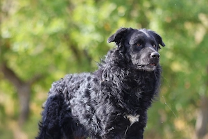 Collie kroatischer Schäferhund Rüde 1j THERAPIEHUND geeignet 