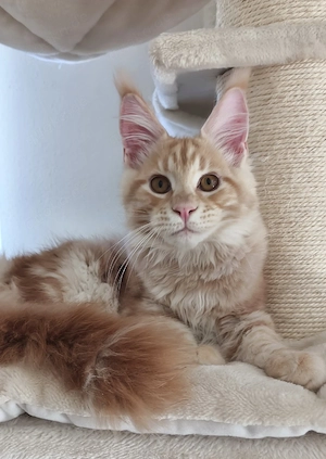 Maine-Coon-Kätzchen mit Stammbaum