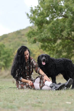 Collie kroatischer Schäferhund Rüde 1j THERAPIEHUND geeignet 