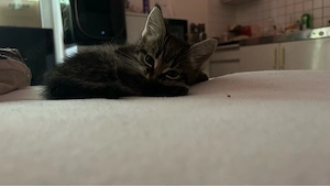 5 süße Kitten suchen ab November ein liebevolles Zuhause