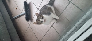 Süße Katzenbabys (2 Monate alt)