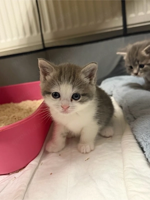 Wundervolle Kitten suchen ein Zuhause