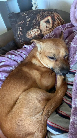 Rehpinscher sucht liebevilles zuhause