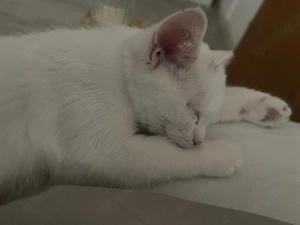 ich verkafe meine bhk katze irt eine junge 