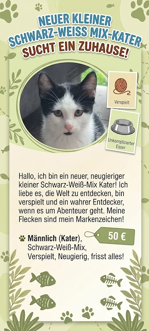Süßes Katzenbaby (2 Monate alt