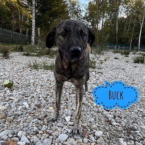 Buck, wunderschön gezeichneter junger Traumhund!