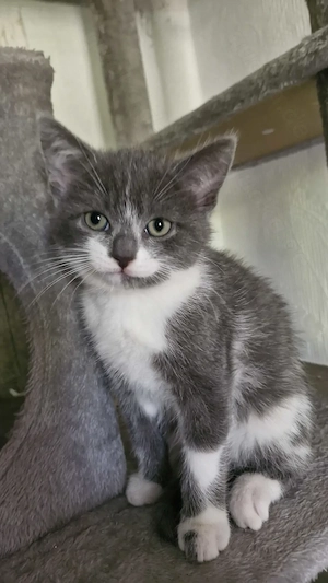 BKH-Kitten suchen Liebevolle Familien (2 Reserviert) 