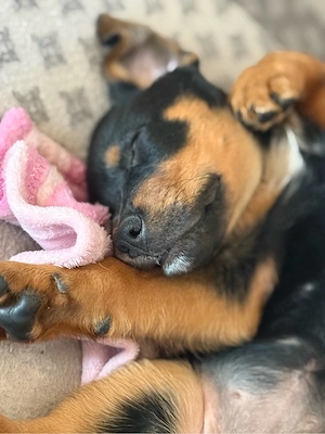Rottweiler-Appenzeller Hündin sucht ein zuhause 
