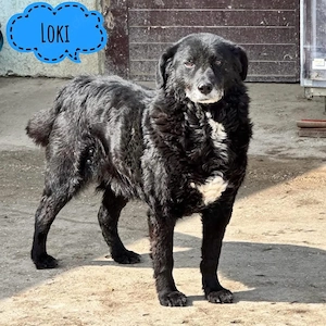 Loki, superlieber Labrador Mischling sucht ein Zuhause