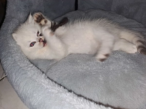 BKH Kitten , Reinrassig, weiss , BKH, blaue Augen, bildhübsch