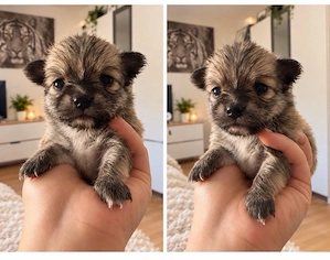 Wunderschöne Chihuahua Welpen