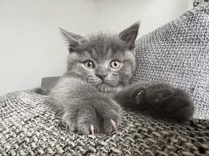 Männliches BKH Kitten sucht liebevolles Zuhause