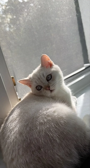 BKH Kater mit blauen Augen 