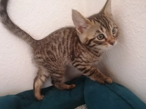 Bengal-Mix Kitten 5 kater mit Leopardenmuster!