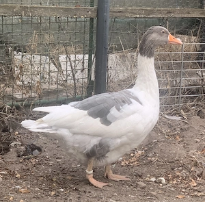 Gans in liebevolle Hände abzugeben 