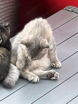 BKH kitten