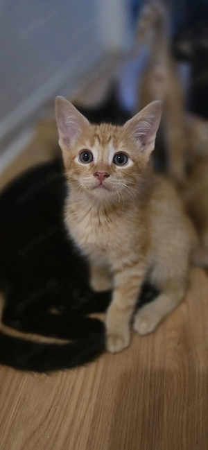 Ein kleiner kater kitten sucht noch sein zuhause