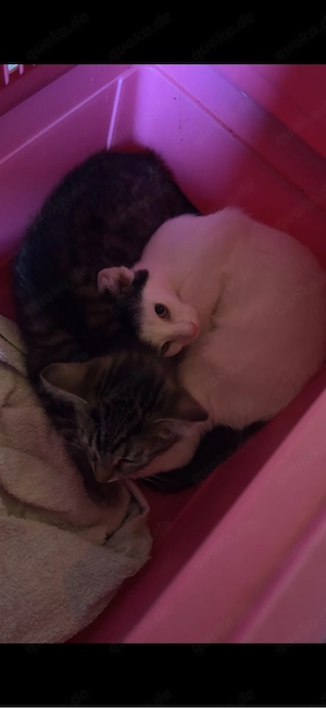 Katzen abzugeben 